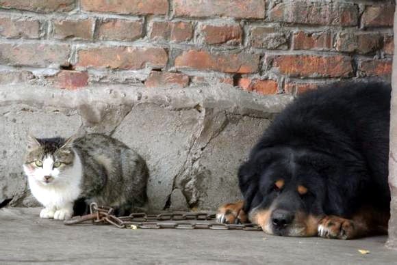 Can Tibetan mastiff live together with other dogs or animals?