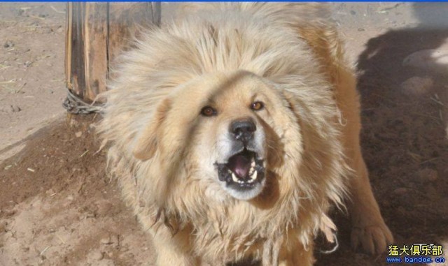 Is the Tibetan mastiff a suitable dog for everybody?