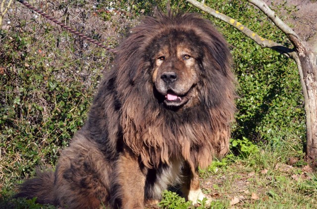 Tibetan mastiff coat: which kind of care does it need?