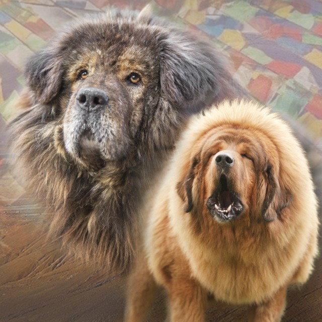 does the tibetan mastiff love children