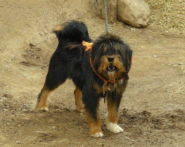 Apso Do-Khyi - Blog - Drokpa Tibetan 