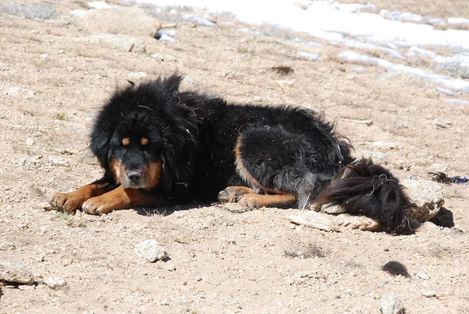 Introduction to the Tibetan Mastiff