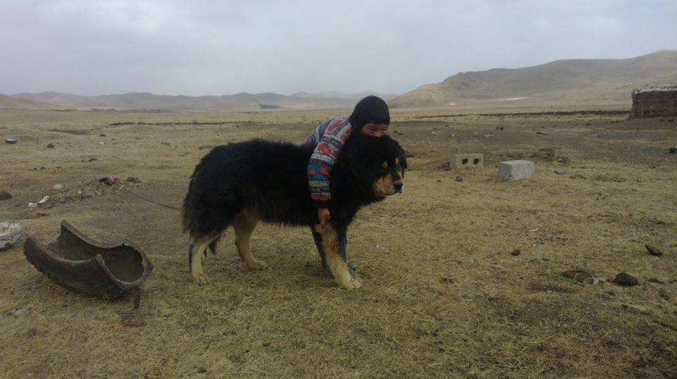 Introduction to the Tibetan Mastiff