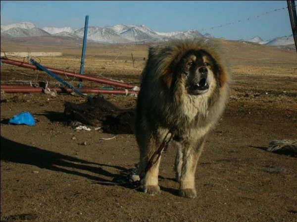 Tibetan mastiff colors