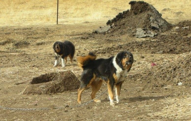 Tibetan mastiff colors