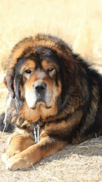 Tibetan mastiff colors