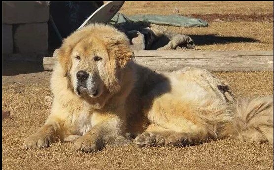 Tibetan mastiff colors