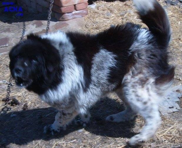 Tibetan mastiff colors