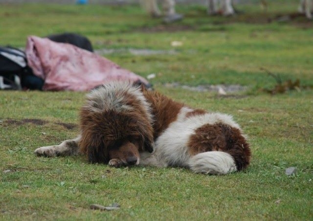 Tibetan mastiff colors