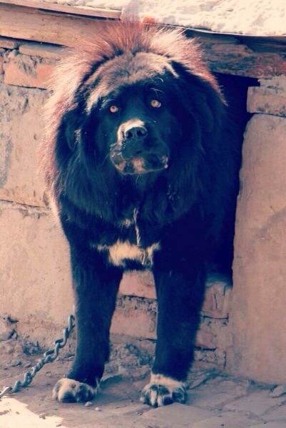 Azi, Tibetan Mastiff female in Tibet