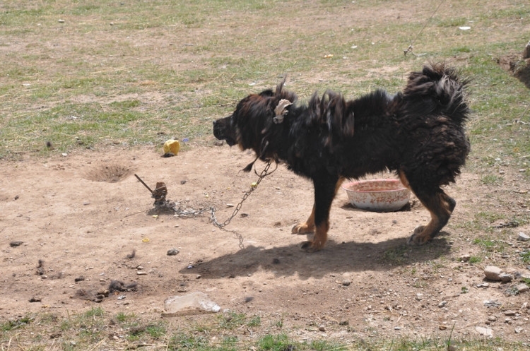 Tibetan Mastiff from Yushu, (Southern Qinghai) - picture from the web