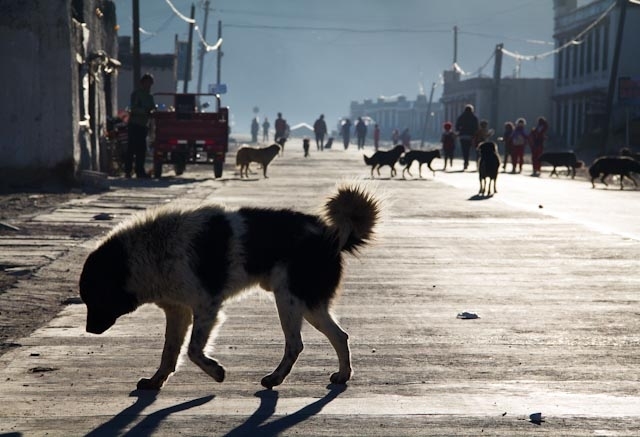 pariah dog in Tibet - picture from the web pariah dog in Tibet - picture from the web
