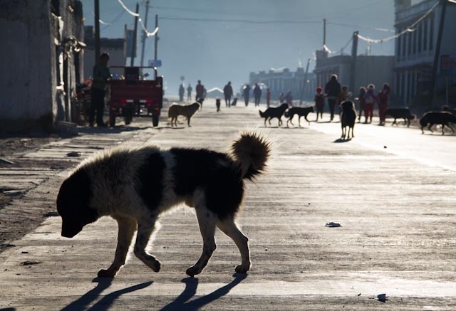 pariah dog in Tibet - picture from the web