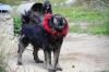 Traditional dog collars