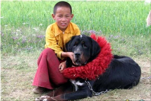 does the tibetan mastiff love children