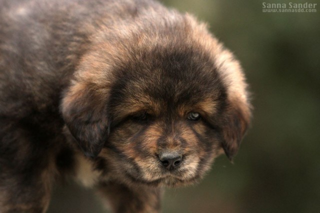 does the tibetan mastiff love children