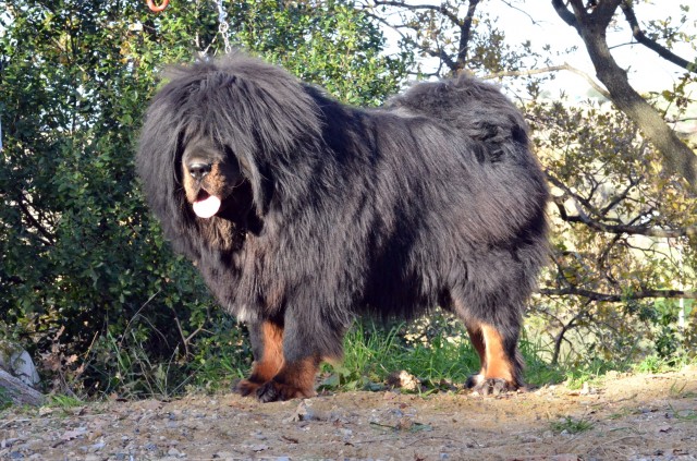 how tall can a tibetan mastiff get