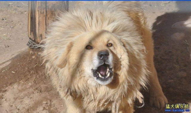 does the tibetan mastiff love children