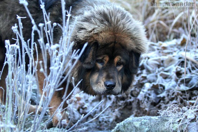 Can they sleep outdoor in winter?