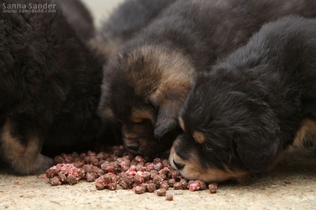 How much does a Tibetan mastiff eat?