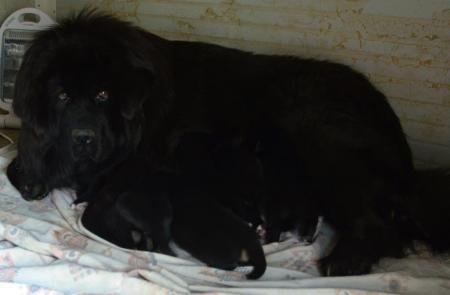 Heimudan's puppies are born