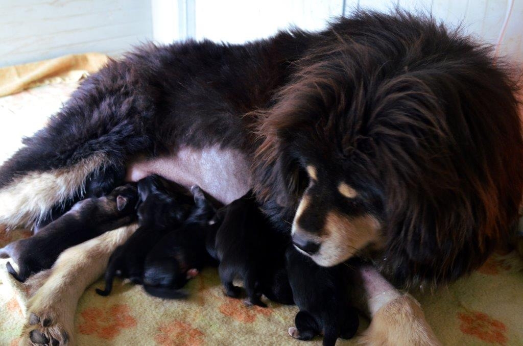 Nati i cuccioli di Tiao Dao