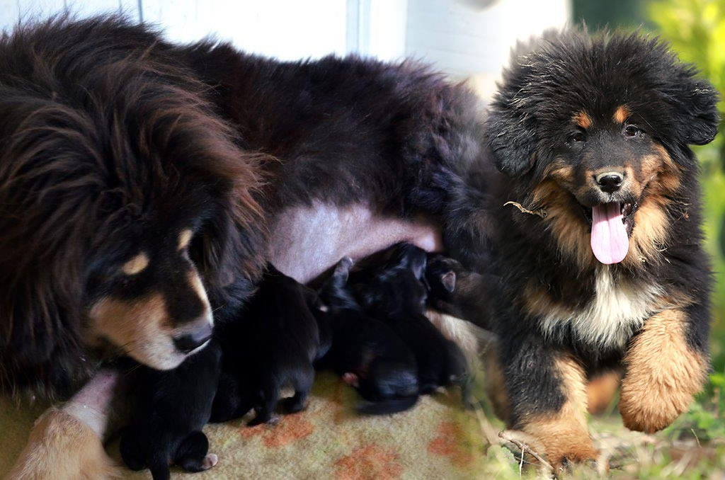 Tibetan Mastiff Puppies Are Coming