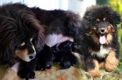 Tibetan mastiff puppies for sales: we are proud to announce our breeding plan 2019-2020!