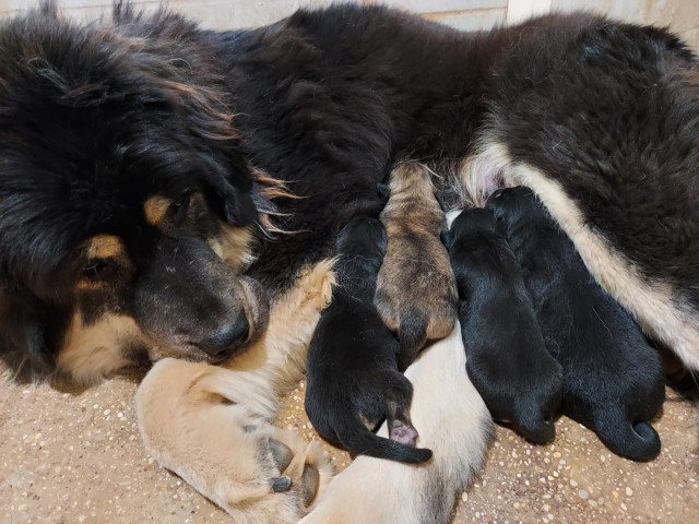 Two litters born the same day